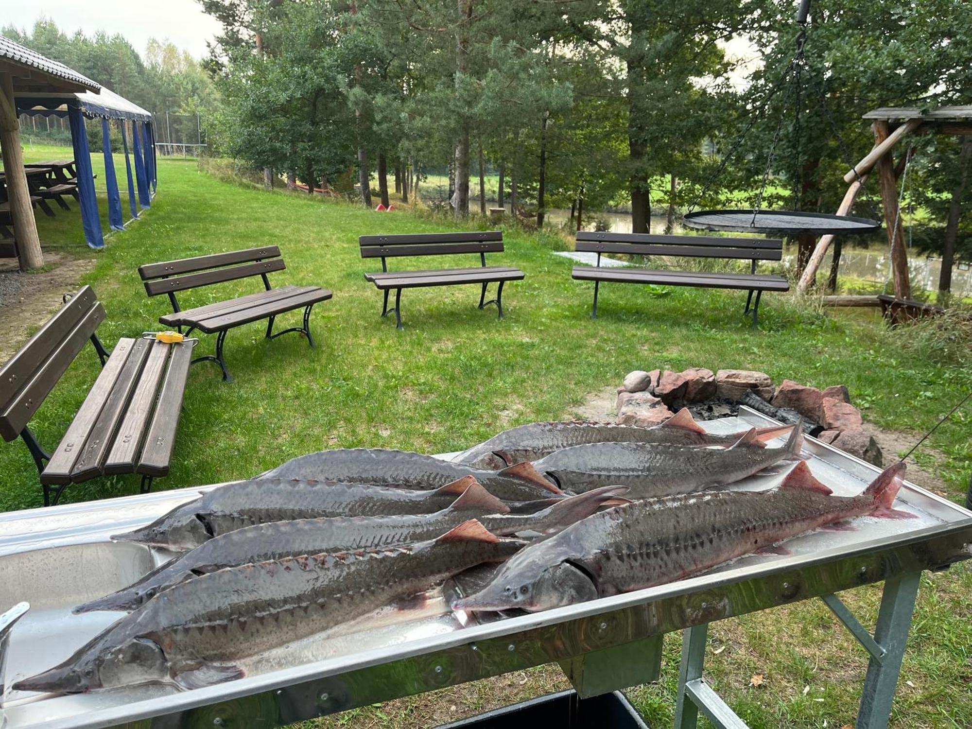 Lesny Dworek Snochowice Buitenkant foto