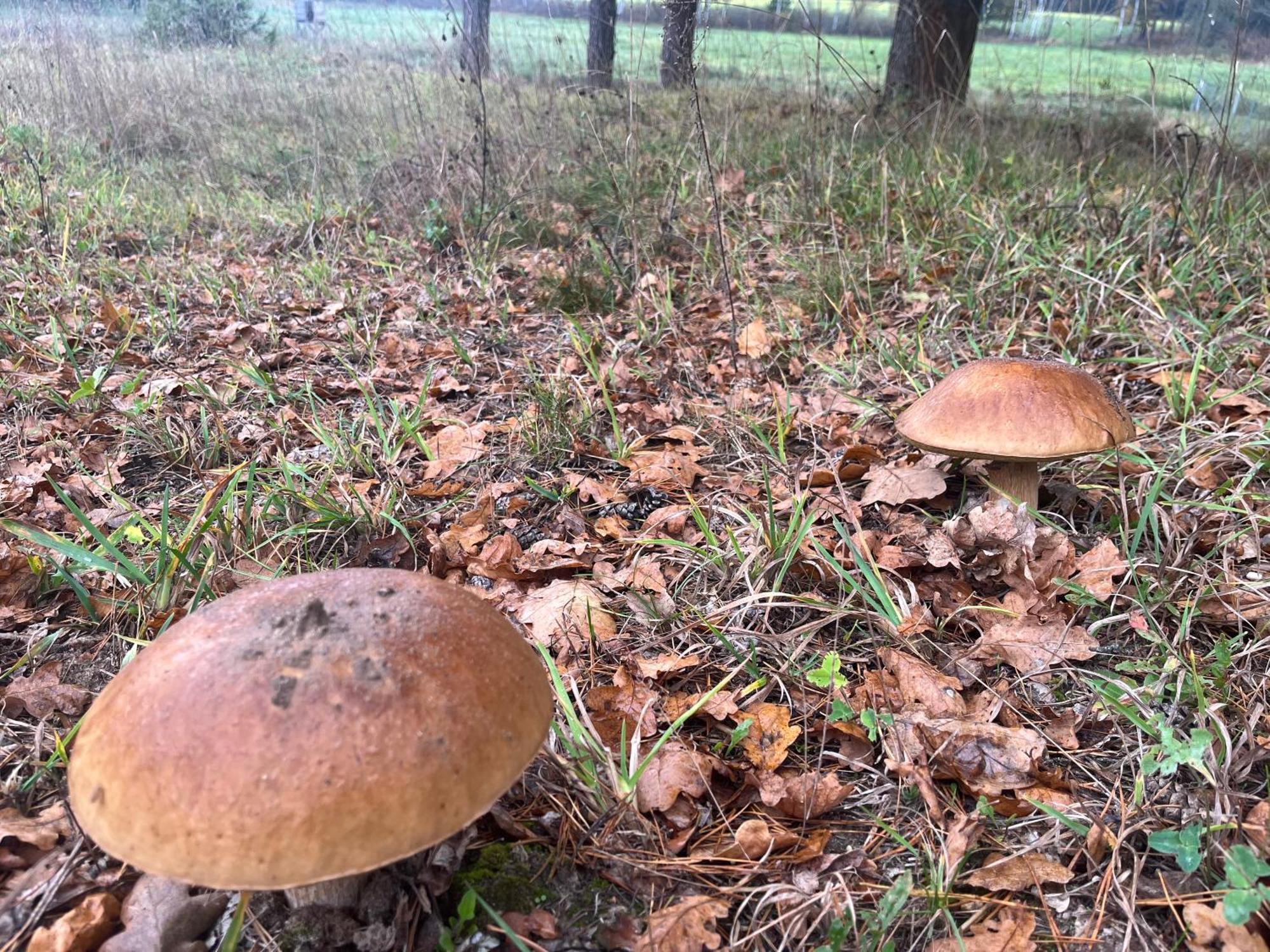 Lesny Dworek Snochowice Buitenkant foto