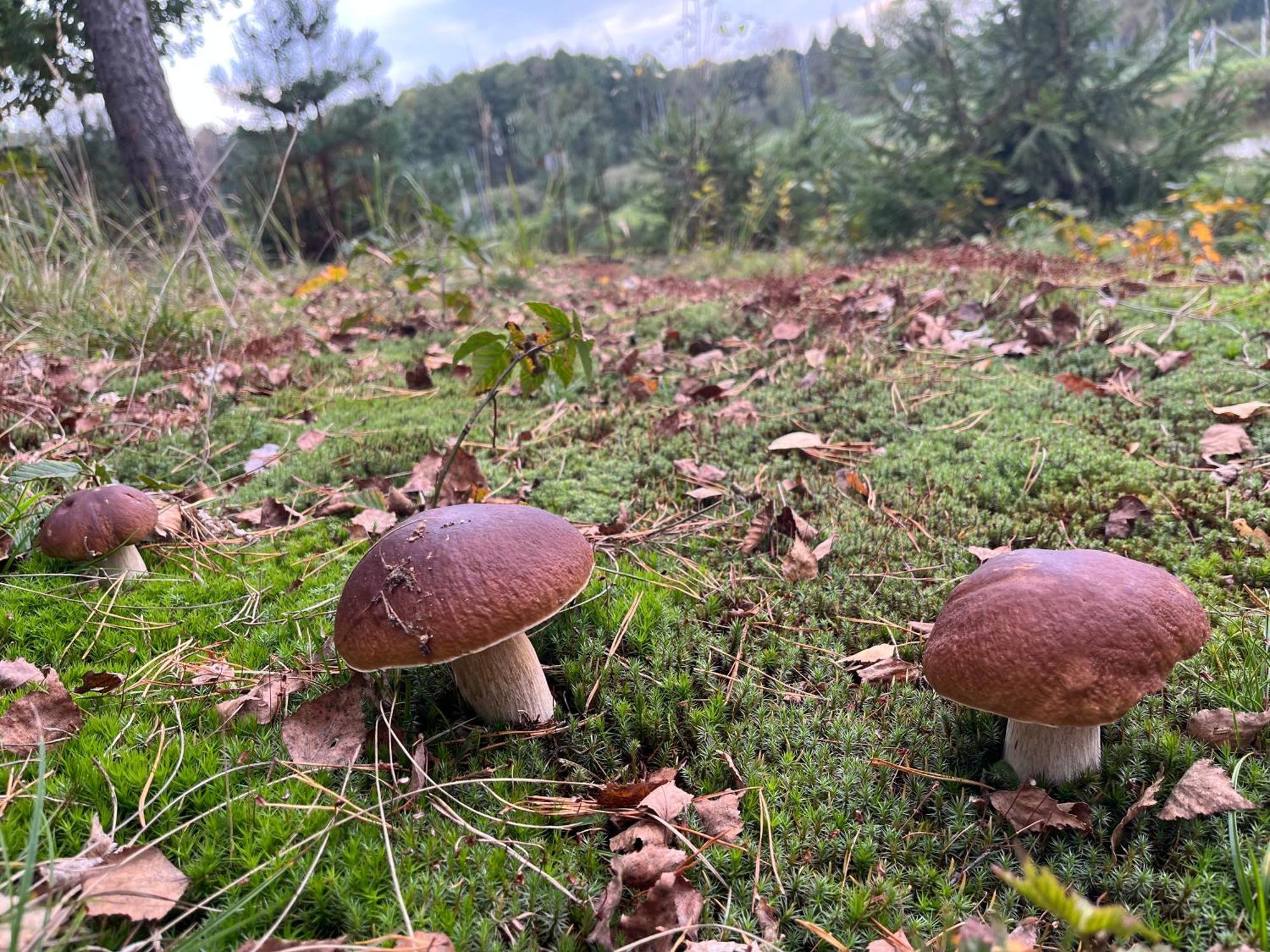 Lesny Dworek Snochowice Buitenkant foto
