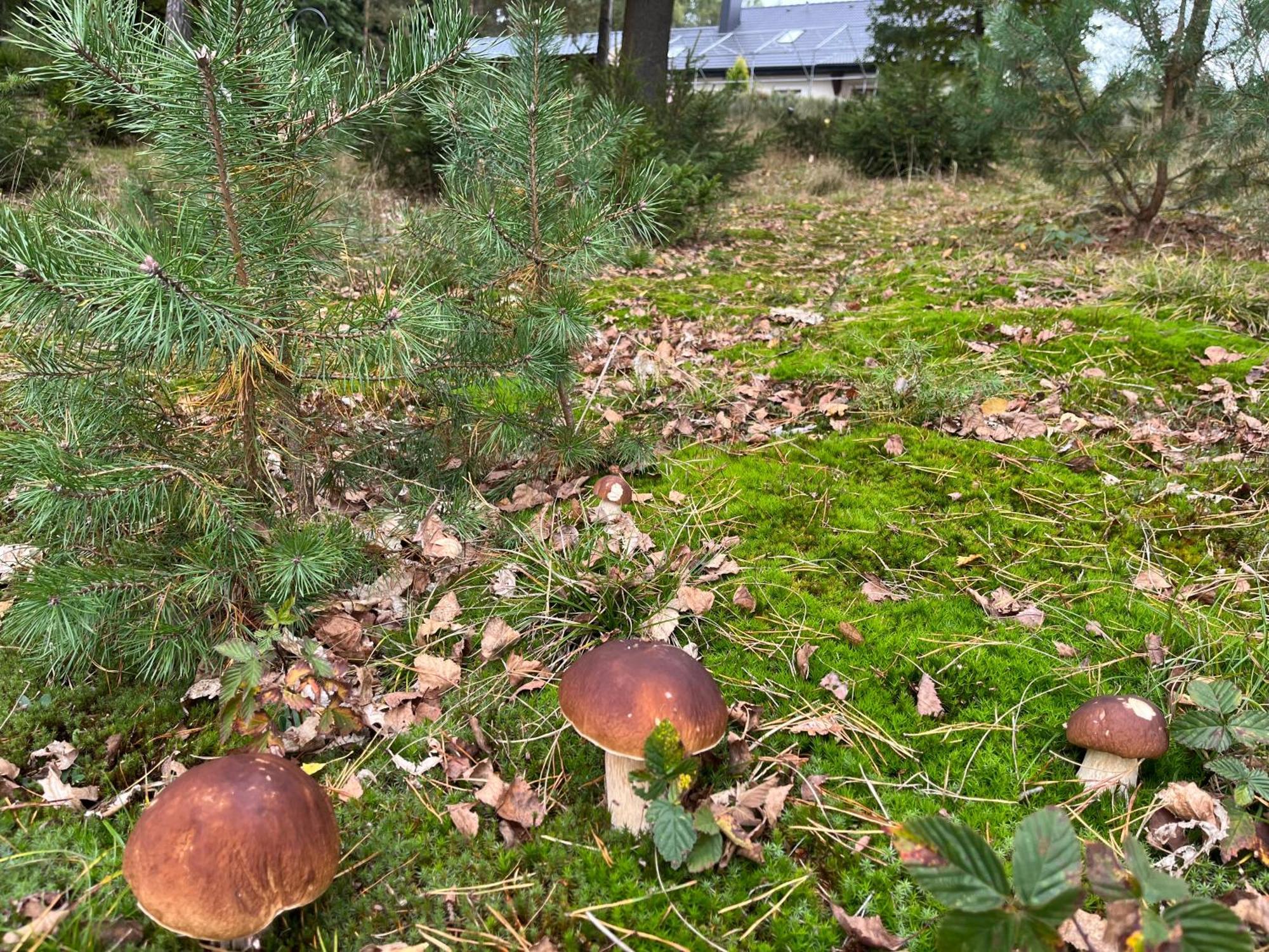 Lesny Dworek Snochowice Buitenkant foto