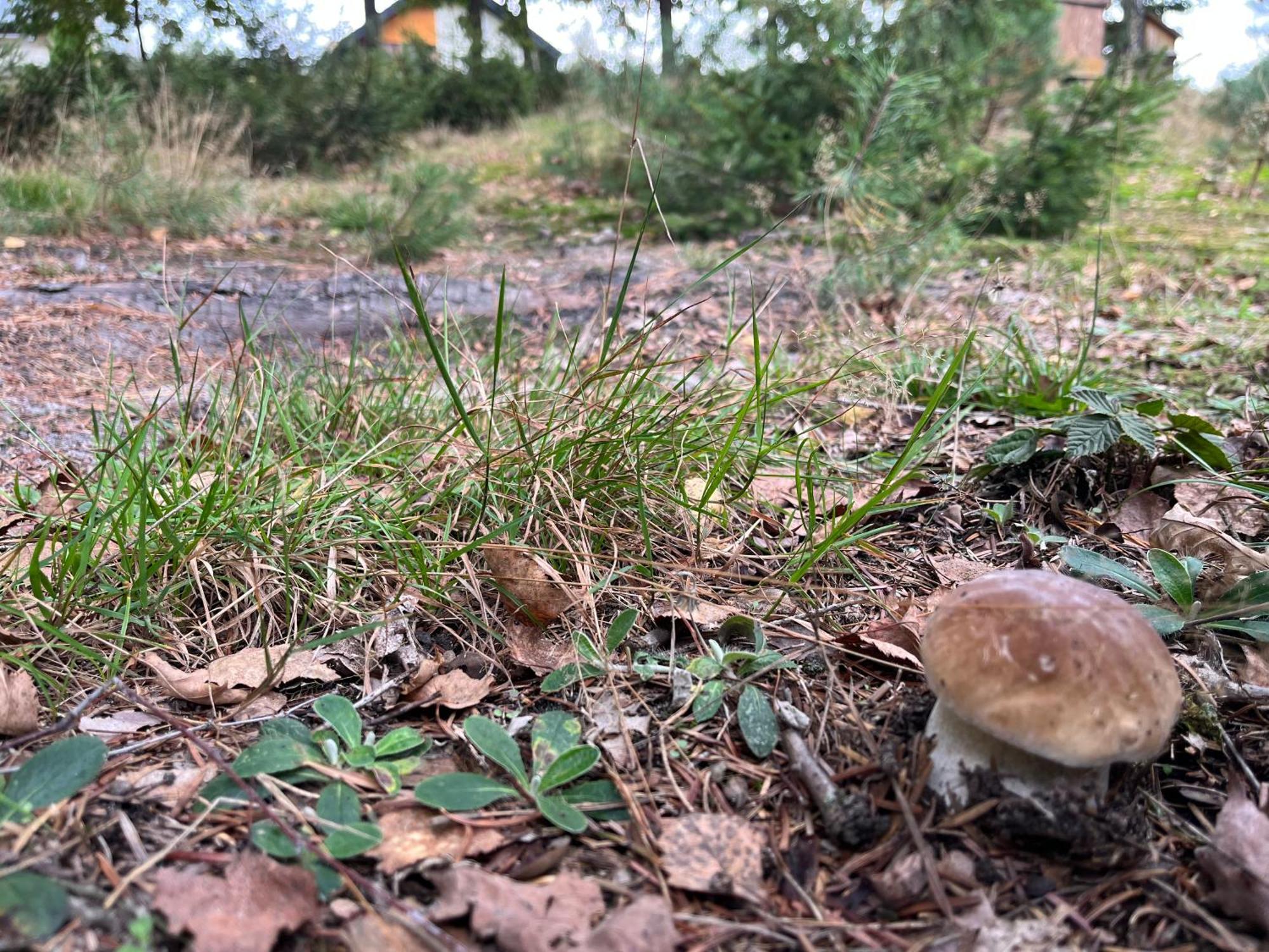 Lesny Dworek Snochowice Buitenkant foto