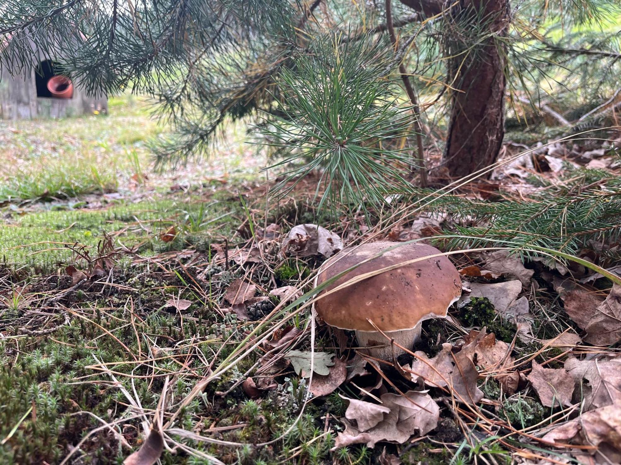 Lesny Dworek Snochowice Buitenkant foto